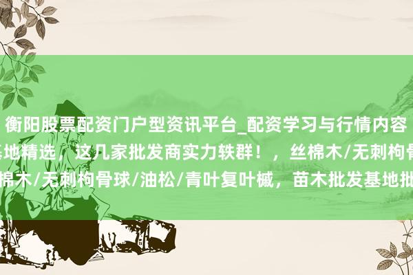衡阳股票配资门户型资讯平台_配资学习与行情内容汇总 2025苗木批发基地精选，这几家批发商实力轶群！，丝棉木/无刺枸骨球/油松/青叶复叶槭，苗木批发基地批发商保举分析